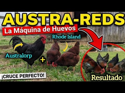MÁXIMA PUESTA: Australorp + Rhode Island Red = Austra-Reds - YouTube