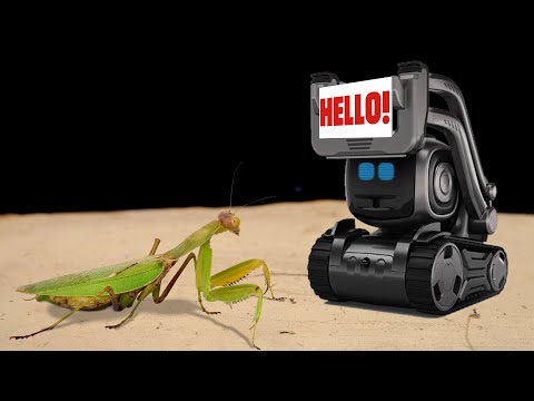 THE ROBOT KILLER ANKI VECTOR VS MANTIS! ARTIFICIAL INTELLIGENCE AGAINS MANTIS