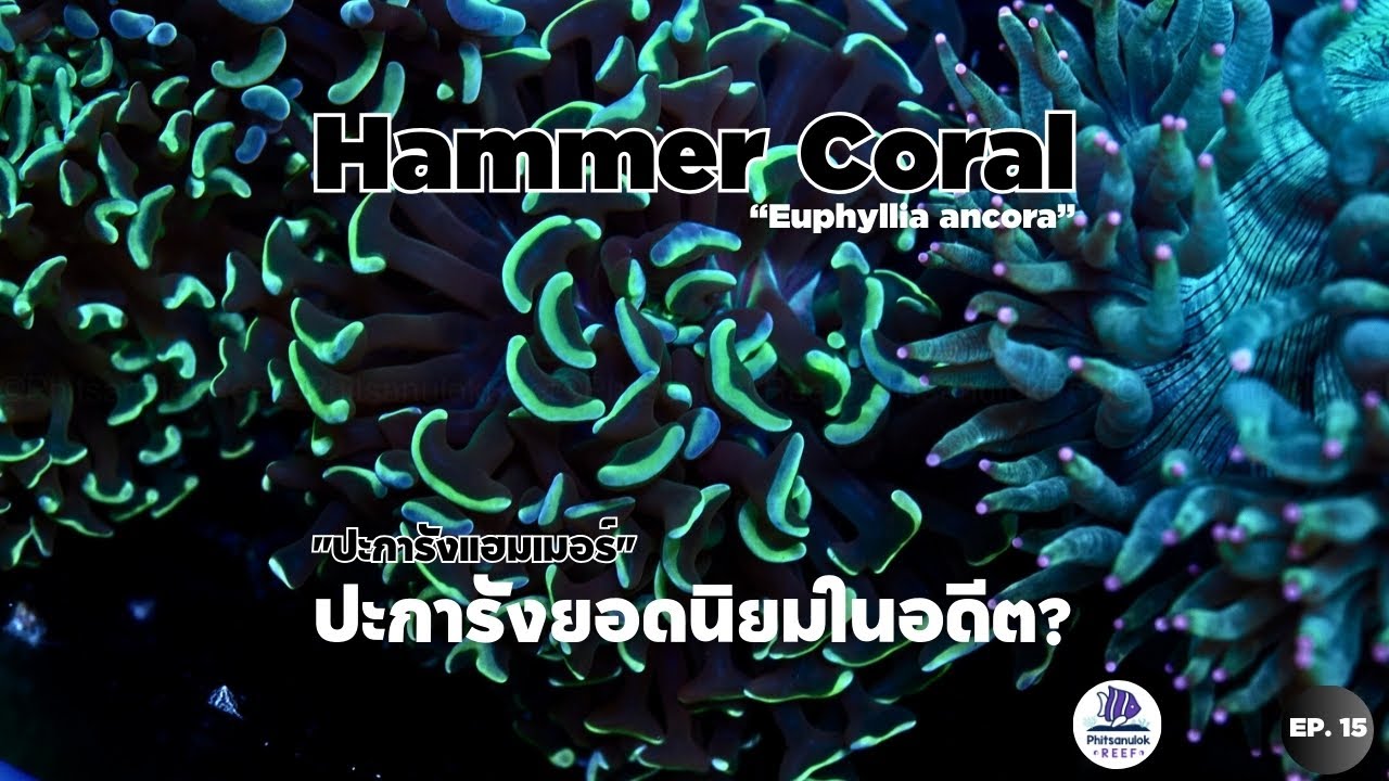 ็ปะการังแฮมเมอร์(Hammer Coral) ตัวนิยมในอดีต เป็นยังไงไปดูกันได้เลย ep.15 ปลาทะเล