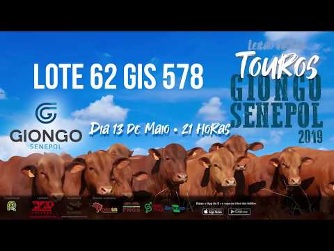 LOTE 62 GIS 578