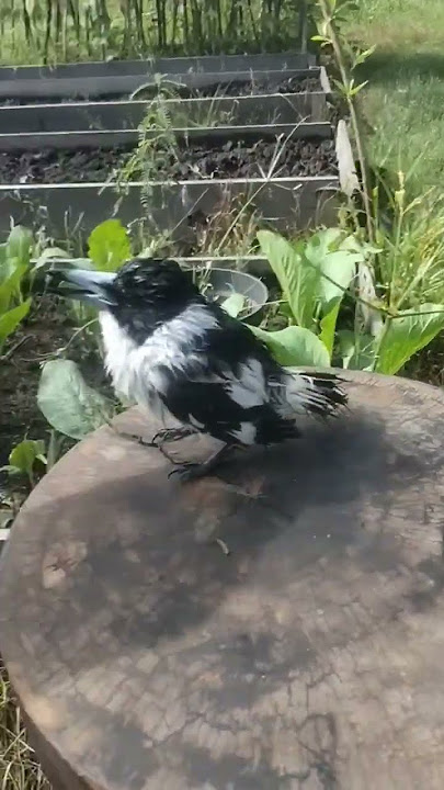 jagal mini papua