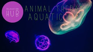 Animal Therapy - Aquatic Life -  Relaxation, Stress Relief, Ambient Music, Fish, Marine Coral [HD]