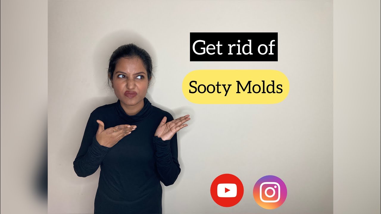 How to get rid of sooty molds|| Sooty mold ko kaise treat kare || Treatmeant of sooty mold