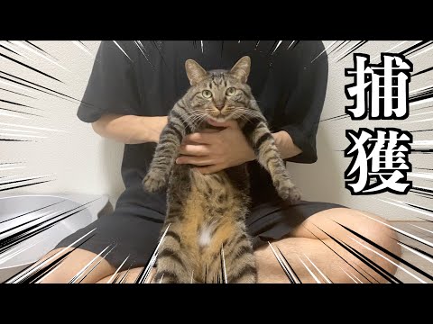 「蜂の1刺し実わ怖い」糞盛るもといフンメル(^.^;　残りモノ　パートⅣ うんこぶりお (@P300RR) / X