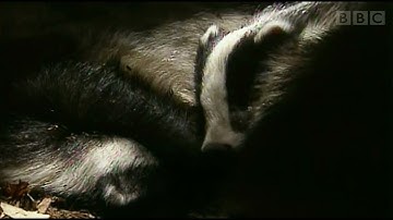 New Forest Badgers (2015) Narrated by Allan Corduner