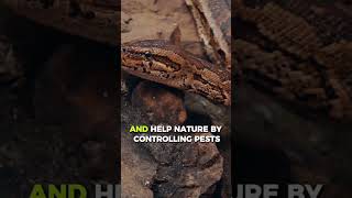 Did you know this about snakes? 2 Follow WildBits for more animal facts#animalfacts#didyouknow#snake