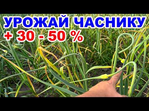 Double Your Garlic Harvest!