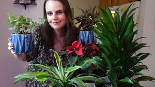 creating a magical houseplant garden (adding magic to my indoor space)