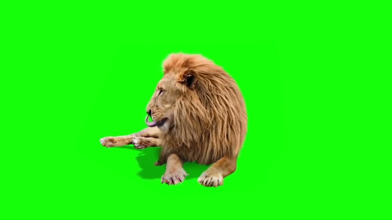 green screen lion king roar animals video 