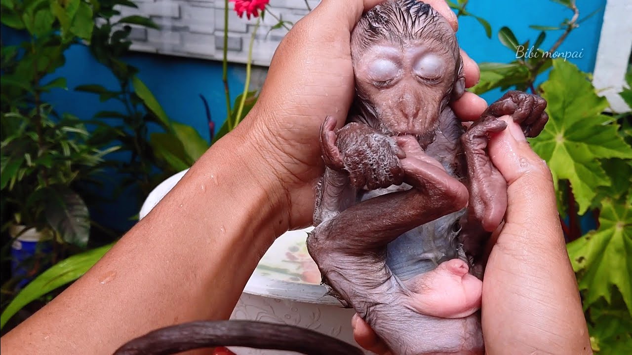 MONYET MANDI DAN BERSIHIN GIGI