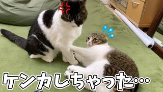 喧嘩してもすぐ仲直りする親子猫