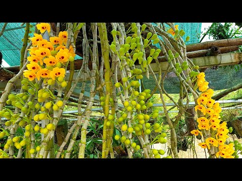 RỰC RỠ SẮC VÀNG HOA LAN PHI ĐIỆP VÀNG TRÊN BẢN ĐỒNG BÀO H'MÔNG || PHONG LAN RỪNG
