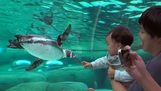 天王寺動物園のペンギンパーク＆アシカワーフ Like a flying penguin? by Panacealand 283 views 6 months ago 5 minutes, 8 seconds