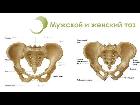 Видео: Была ли тазовая кость?