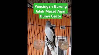 Suara Burung Kicau Jalak Kapas Sutra Gacor #jalak #burungjalak #jalakkapas #jalaksutra #short #birds