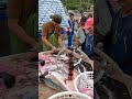Viral Moment! The Most Satisfying Sight First Hand Live Amberjack Harvest and Instant Processing! 粉鳥