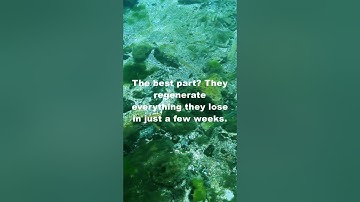 Did You Know Sea Cucumbers Can Defend Themselves by Ejecting Their Organs? #khentertainment