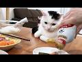猫と一緒に手巻き寿司を食べるとこうなります