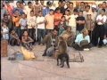 فن الحلقة - القرد والكلب