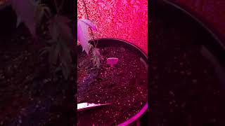 Michigan Grow 2020