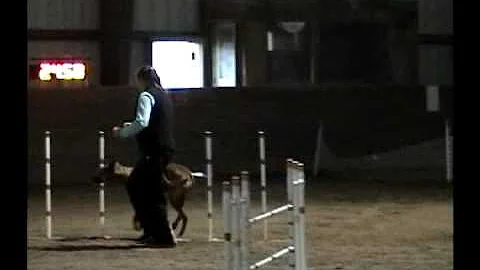 AKC Agility Trial Jumpers with Weaves Novice B