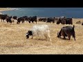 KEÇİLER /  FIELD and GOATS / КОЗЫ и ПОЛЕ