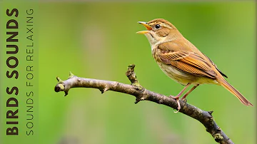 Singing Birds - Natural Sound, Beautiful Bird Sounds, Stress Relief & Healing Ambiance