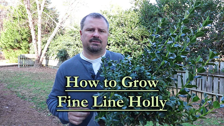 How to grow Fine Line Holly (Great Screening Plant with an Upright Narrow Habit) - DayDayNews