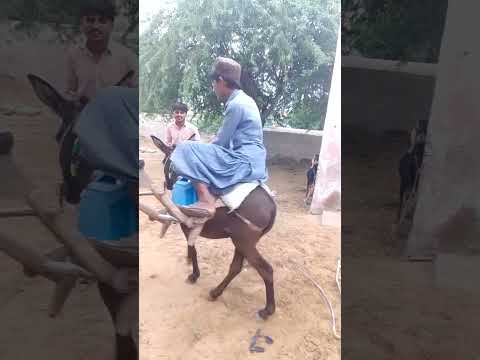 حراثة الأرض خلف البغل في الحقول حياة ريفية   