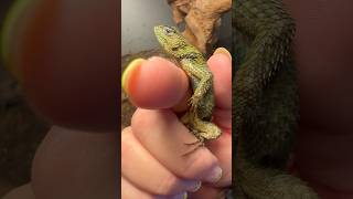 Keeled scale reptiles are next level cool - ask the Emerald swift 😍