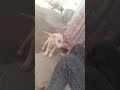 cute puppy 🐕🐶🐾🥺