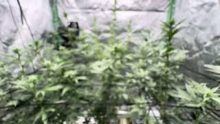 Breeding Cannabis Plants - Male Cement Shoe x Dj Short Blueberry, Khalifa kush, Jiggler’s & Green C.