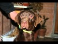cuccioli Leda 2011(bracco/pointer).wmv