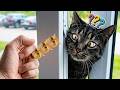 BEST OF 2026: Epic CAT Falling Moments - Funny Animal Moment