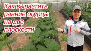 Выращивание ранних огурцов на двух плоскостях в одном ряду!