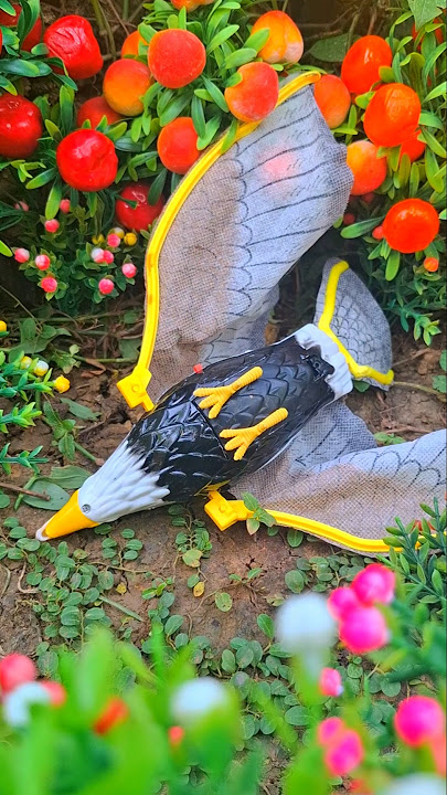 BURUNG ELANG MENABRAK POHON‼️ WADIDAU PROSES POTONG SAPI‼️ #sapi #animals #shorts