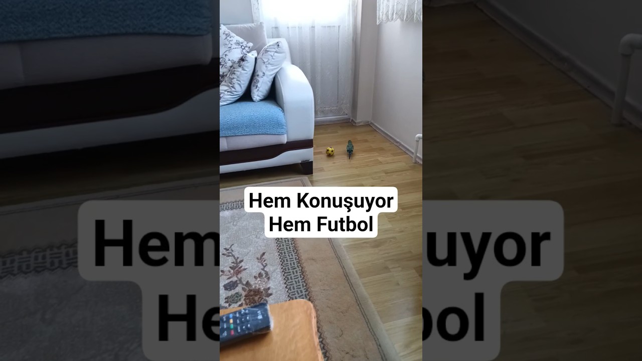 Futbol Sevgimiz #birds #talkingparot #budgies #blackfacebudgie #parrot #birdsong #muhabbetkuşu