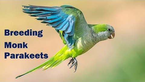 Breeding Monk Parakeets (Quakers) & Exploring Mutations - Deep Dive Discussion