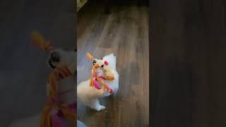 Pixie and Bikini Dog