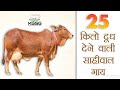 25 किलो दूध देने वाली साहीवाल गाय |sahiwal cow | sahiwal cattle |