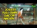 Pancingan Suara Cendet Gacor Full Isian Cendetgacor Cendet Mp3 - Mp4 Download