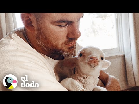 Video: Viaje por carretera para bien: las 7 mejores cosas para hacer con tu perro en Georgia