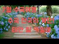 [태안여행2]수국천국의계단-팜카밀레/7월수국여행/라벤더/인생사진스폿