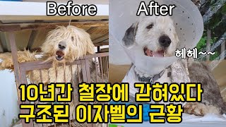 The current situation of the rescued dog Isabelle after being imprisoned in a cage for 10 years.