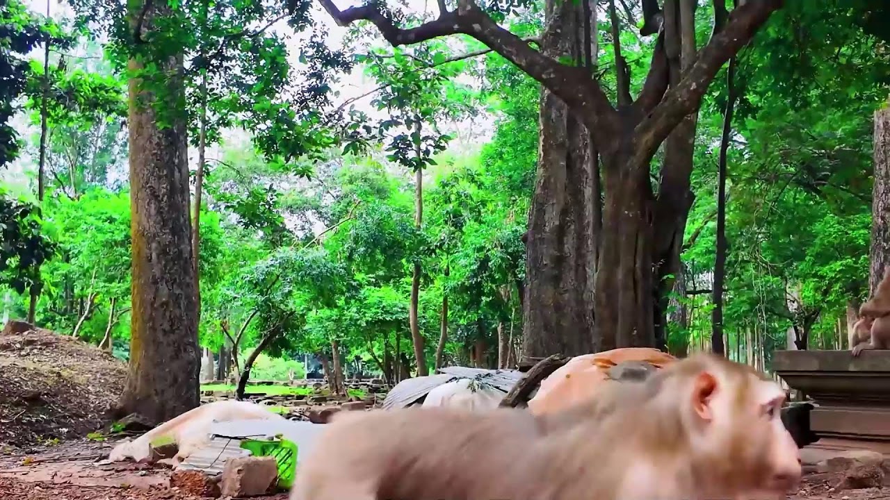 Baby monkeys and their mother in Angkor Thom live in their natural habitat.