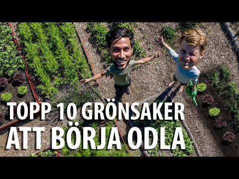 Video: Topp 5 Kryddiga örter Du Kan Odla Hemma