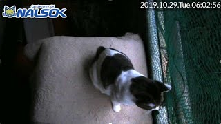 [CAT LIVE配信終了分] 自宅警備ねこNALSOK ベランダ猫ライブカメラ [2019102902]