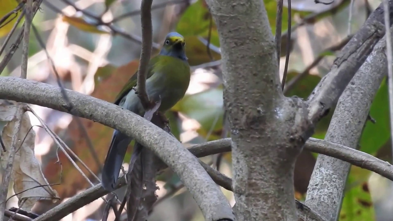 Grey-Headed Bulbul 
