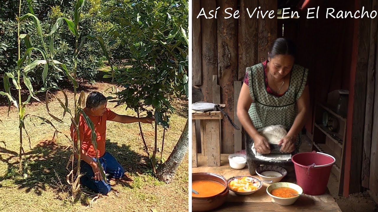 Sopa De Metate y Injerto De Aguacate Así Se Vive En El Rancho