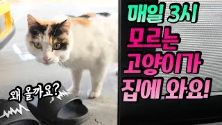 매일 3시 모르는 고양이가 우리집에 와요! 왜 올까요? 이름도 지었어요! 애완 동물 가족 일상 브이로그 Cat Family Vlog | 말이야와친구들 MariAndFriends screenshot 2